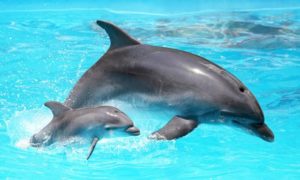 afbeelding-dolfijn